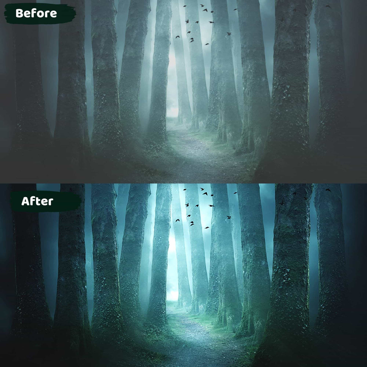 Dark and Moody Lightroom Presets Forest