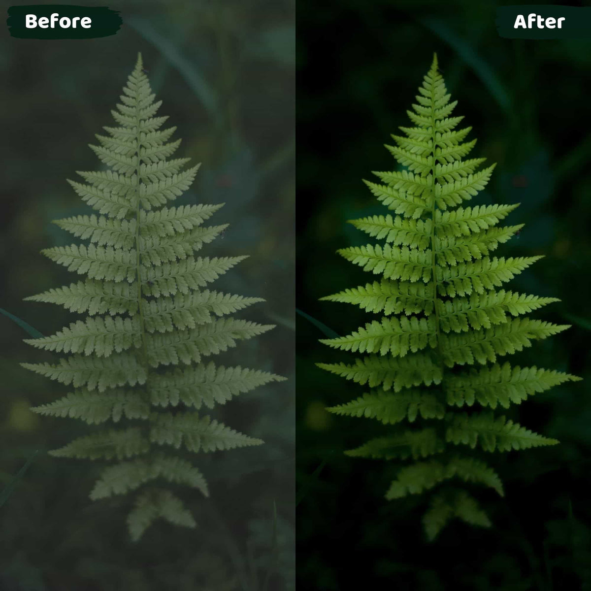 Nature Lightroom Presets Green Leaf