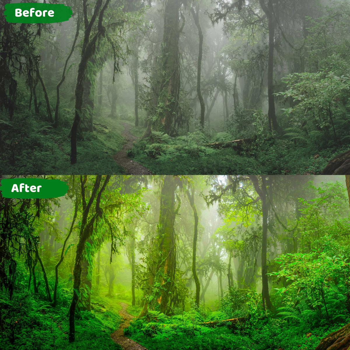 Best Nature Lightroom Presets