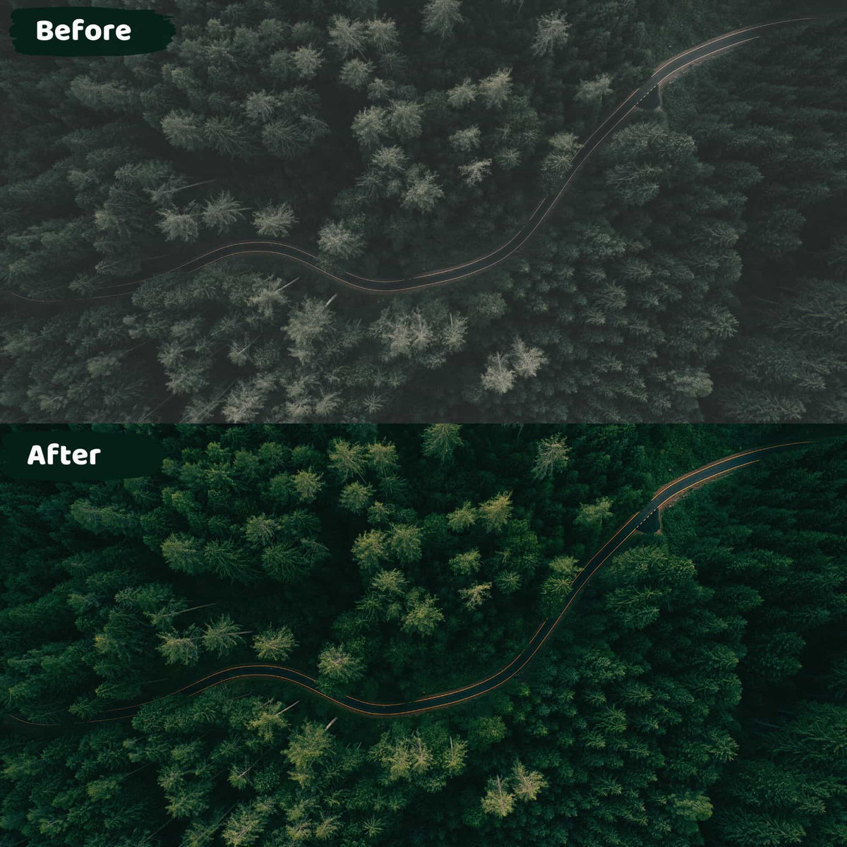Dark Forest Lightroom Presets Moody Dark