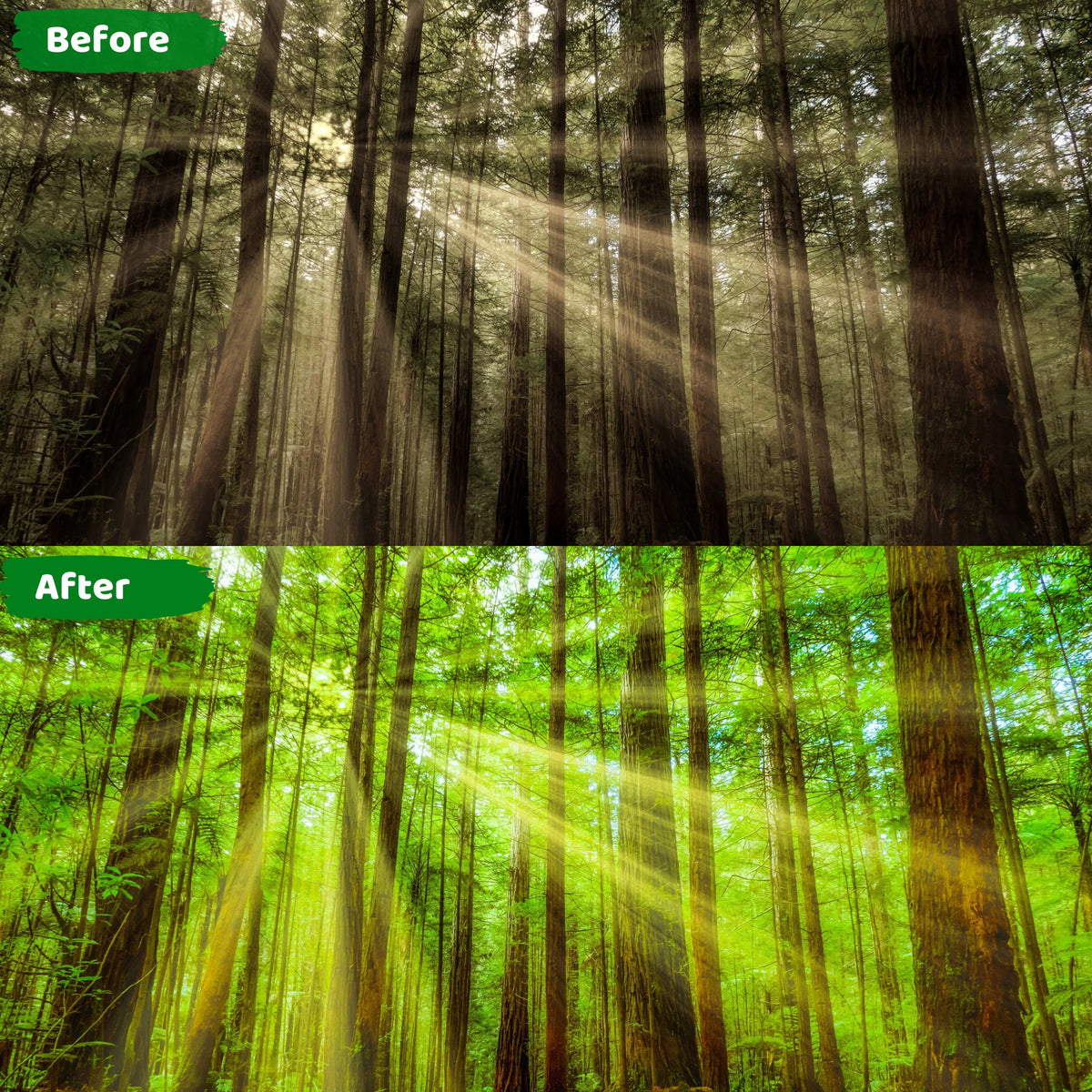 Forest Pack Presets Lightroom