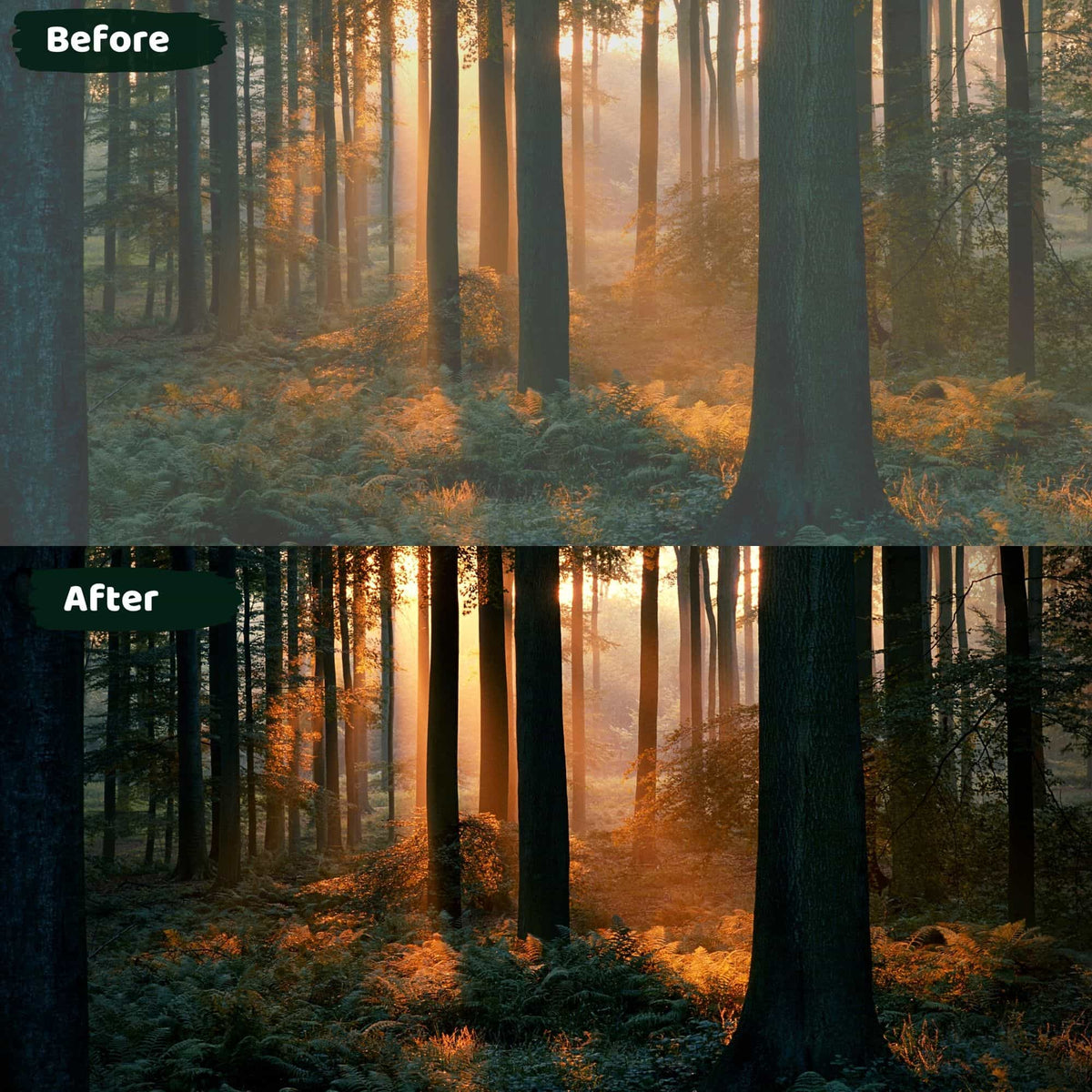 Landscape Lightroom Presets Forest Nature